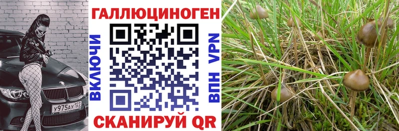 Галлюциногенные грибы Psilocybine cubensis  закладка  Нижняя Салда 